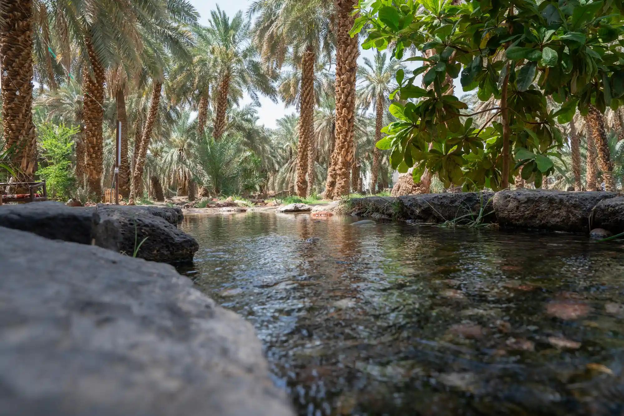 Aliat Al-Madinah Farms